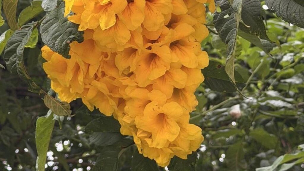 Árboles cholanes cubiertos de flores amarillas en el bosque de Quito, con pétalos cayendo como lluvia dorada