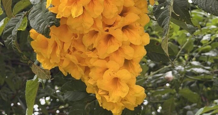 Árboles cholanes cubiertos de flores amarillas en el bosque de Quito, con pétalos cayendo como lluvia dorada