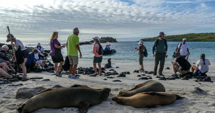 Tiburón nadando entre peces en aguas cristalinas de Galápagos, ejemplo de biodiversidad protegida por turismo regenerativo
