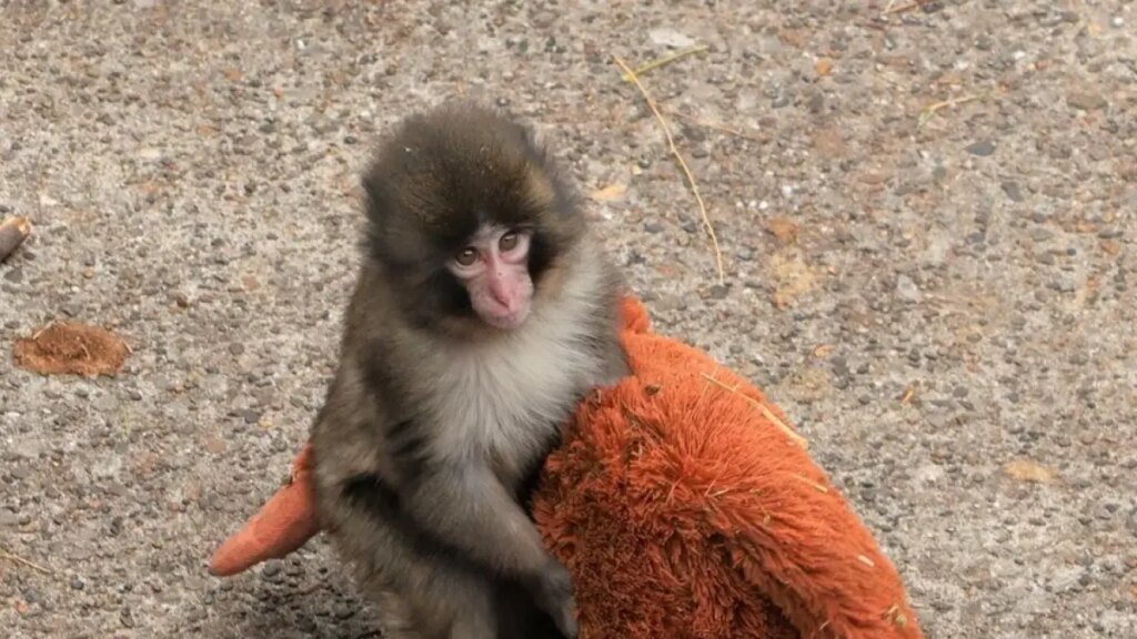 Macaco japonés Punch abrazando peluche de IKEA en recinto de cemento, símbolo de trauma por aislamiento forzado