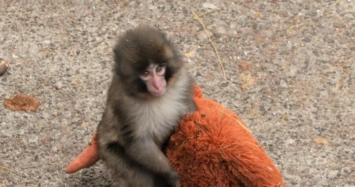 Macaco japonés Punch abrazando peluche de IKEA en recinto de cemento, símbolo de trauma por aislamiento forzado