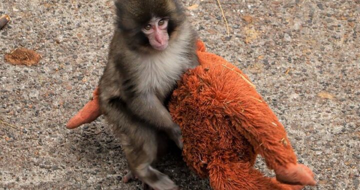 Macaco japonés abrazando su peluche Djungelskog de Ikea, símbolo viral de la criptomoneda $PUNCH