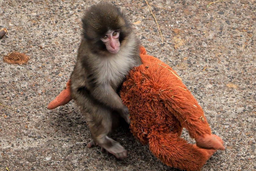 Macaco japonés abrazando su peluche Djungelskog de Ikea, símbolo viral de la criptomoneda $PUNCH