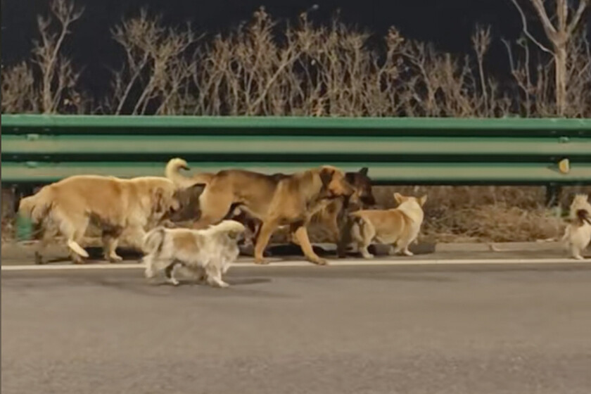 Manada de 7 perros caminando en fila por carretera nevada en vídeo viral manipulado con IA