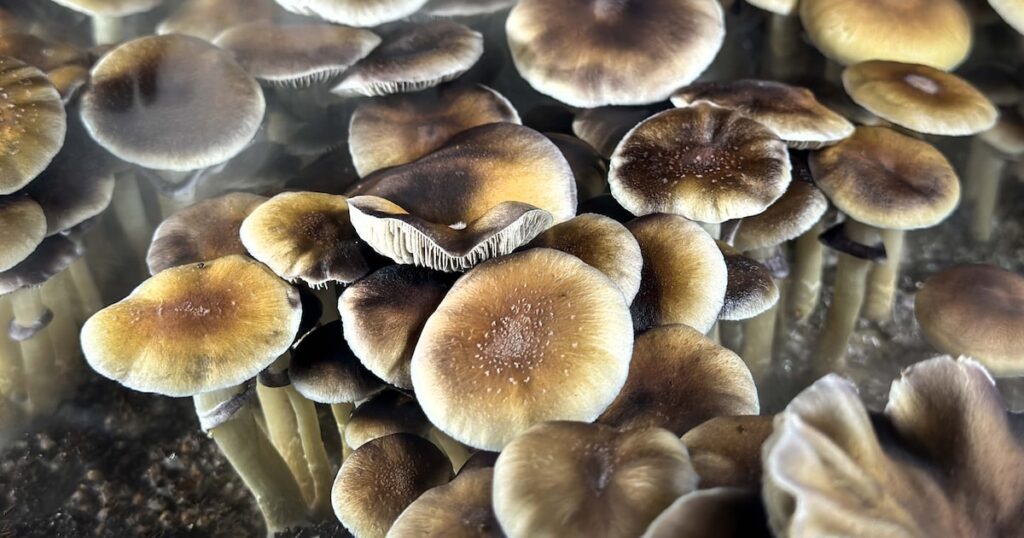 Científico analizando hongos de psilocibina en laboratorio para tratamiento antitabaco con gráficos de éxito del 42%