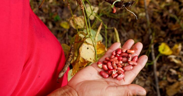 Agricultor revisa tablet con gráficos de IA mientras muestra campo reseco del Corredor Seco y cultivos verdes salvados por algoritmos