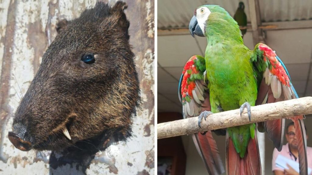Cabezas de pecarí de labio blanco y guacamayo rojo incautados en operativo contra tráfico ilegal en Ecuador