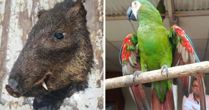Cabezas de pecarí de labio blanco y guacamayo rojo incautados en operativo contra tráfico ilegal en Ecuador